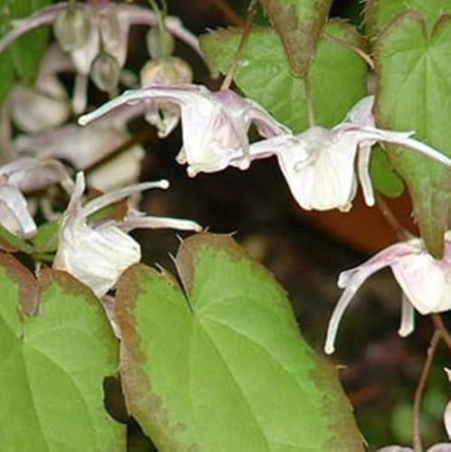 6 x Elfenblume Normale - Epimedium Grandiflorum Topf 9x9cm: Gelbe Blüten, bodendeckend, schattenverträglich, bienenfreundlich.