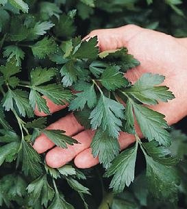 Parsley Giant of Italy Petroselinum Hortense 1,000 Seeds