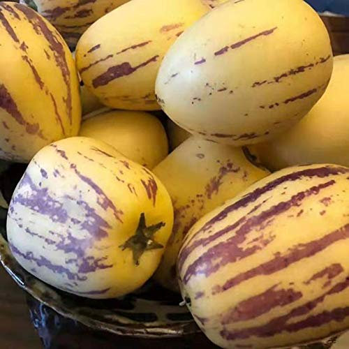 50 Pièces Graines de Pepino Melon Poire, Graines de Légumes Pepino, Semences Potagères, Graine Legumes à Semer pour Jardin et Potager, Résistant à La Chaleur, Parfumé