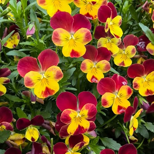 viola del pensiero - Viola tricolore semi ufficio d'appartamento esotiche 400pcs