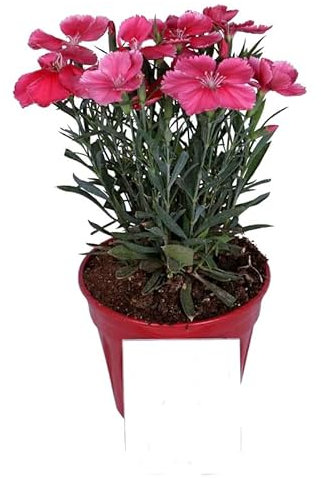 Clavel Chino (Dianthus Chinensis) Natural Flores de Exterior Coloridas