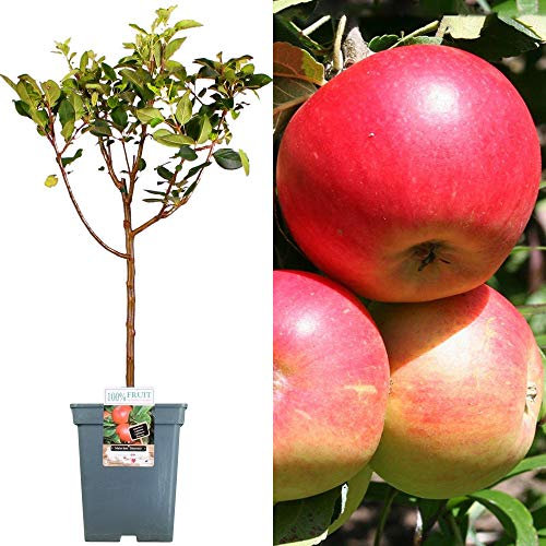 Collection d'arbres fruitiers pour patio | Fruits variés | Idéal pour petits jardins | 2-3 pieds
