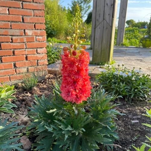 semillas de delphinium, delphinium resistentes para el jardín cubierta perenne resistente de perennes en al aire 550pcs