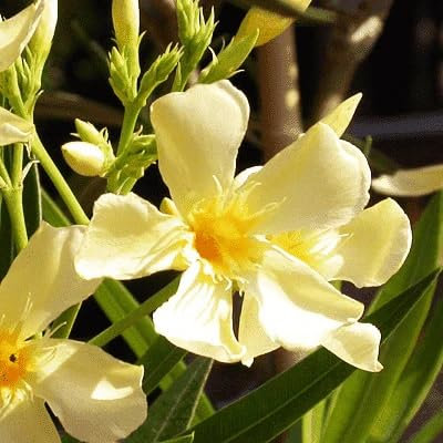 100 Stück frische Oleander-Blumensamen