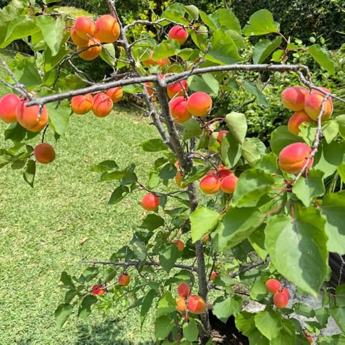 Comprar semillas de albaricoquero - exóticas resistentes de variedades antiguas enanos 25pcs