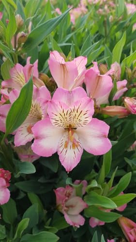 Alstroemeria x GARDEN SUMMER BREAK® / Lys des Incas/Conteneur de 3 à 4 litres/Vivace