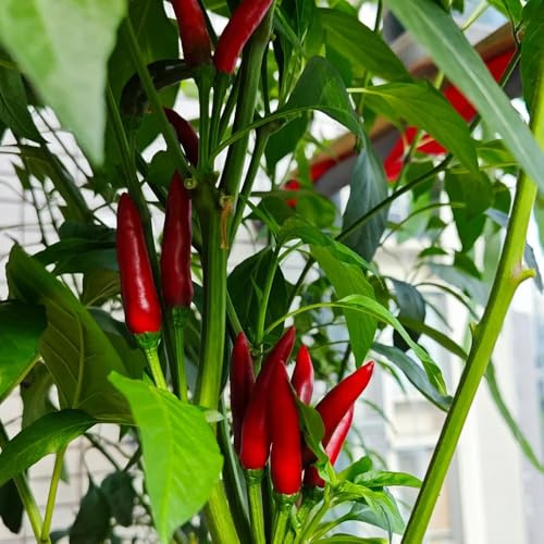 Semillas de chile, para los amantes del jardín semillas de jalapeño 50pcs