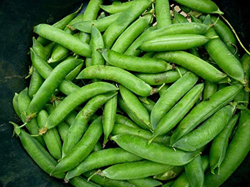 vegherb Über 100 Nicht-GVO-Lincoln Erbsensamen