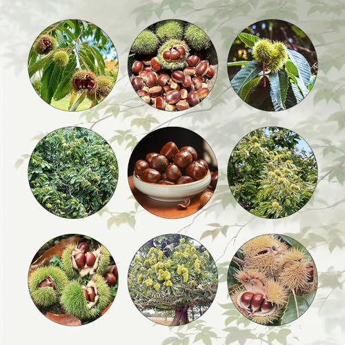 6 Pcs Esskastanien Kaufen Samen - Castanea Mollissima - Maronenbaum, Pflanzen Samen, Bäume Pflanzen Kastanien Samen, Esskastanienbaum, Chestnut Saatgut, Minigarten, Bonsai Baum Echt