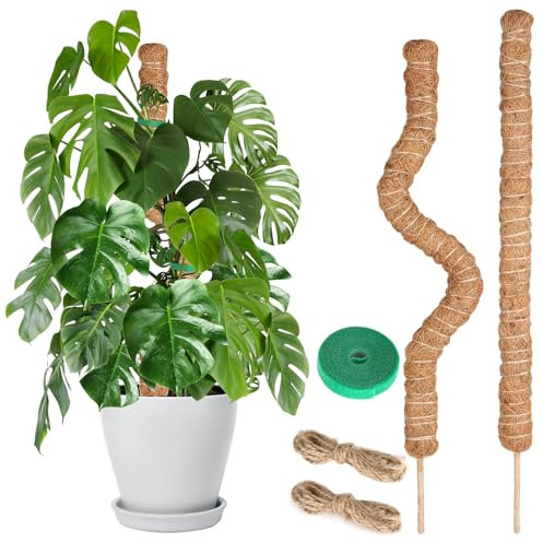 Lot de 2 bâtons de mousse pour Monstera, 60 cm, supports de plantes pour plantes d'intérieur, pour plantes grimpantes, pothos, en pot, livré avec bande Velcro et corde de chanvre