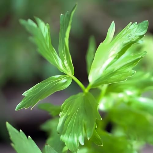 semi di levistico, prodotti sostenibili resistenti semi di aromatiche resistenti per giardini rocciosi aromatiche da giardino verdi esotico raro 250pcs