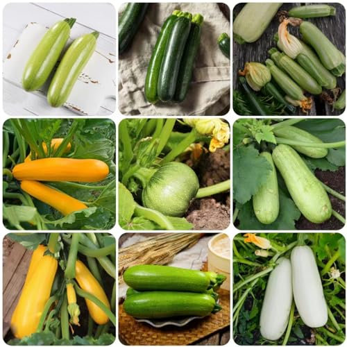 500 pcs zucchini samen - hochbeete für garten zuchini saat,zucchinisamen,Cucurbita pepo, bonsai pflanzen garten alte gemüsesorten samen gemüsesamen alte sorten saatgut alte sorten bio