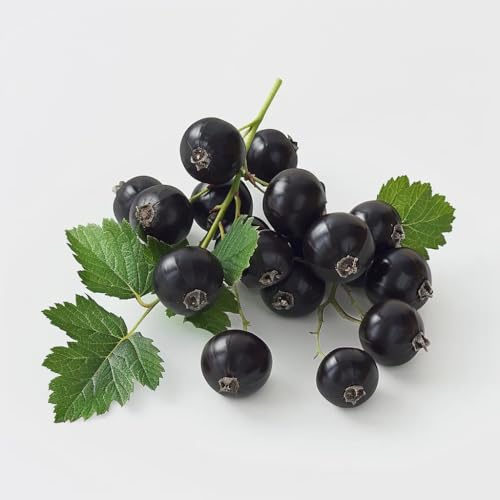 150 jätte Boskoop svarta vinbärsfrön (Ribes negrum) - SemiSauvage Permaculture