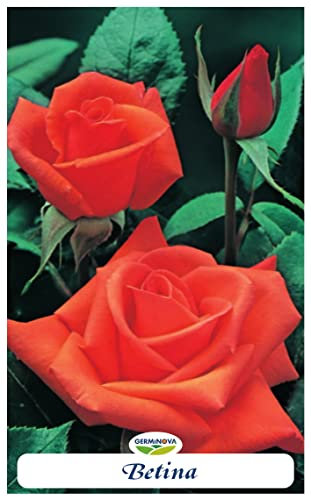 Rosal grandiflora Betina en bolsa (cepellón) (color butano)