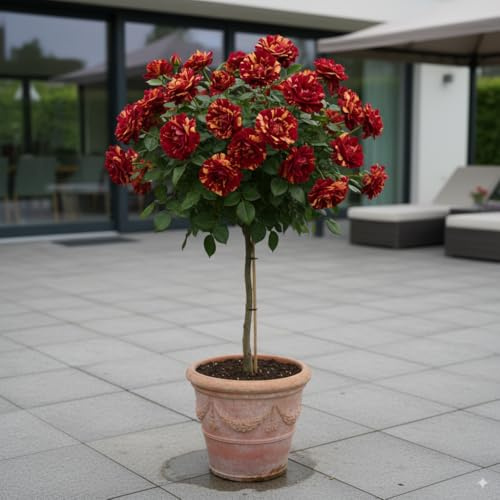 Rosa de Pie alto - 120 cm de altura, ideal para balcón, terraza, jardín pequeño, apto para macetas y campo abierto (Hocus Pokus)