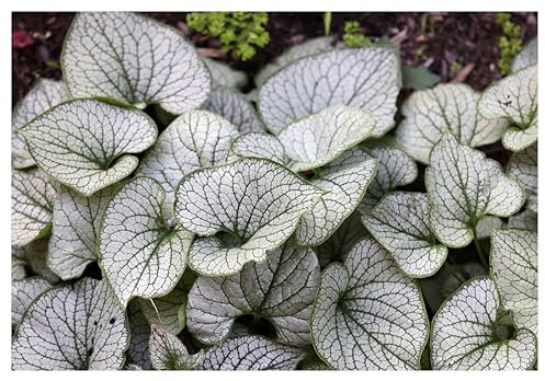 3 x Brunnera macrophylla 'Jack Frost‘ im 1 Liter Topf (Winterhart/Stauden/Staude/Mehrjährig/Bodendecker) Kaukasus Vergissmeinnicht - tolle Blattschmuckstaude - absolut Pflegeleicht - von Stauden Gänge