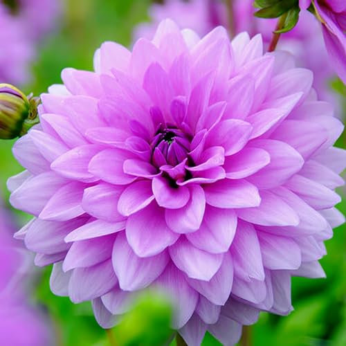 Dahlia Collection de tubercules Violet décoratifs, 5 variétés de bulbes de dahlia mélange de Hollande, vraies grandes plantes de dahlia pour le jardin et les pots (pas de graines, pas artificiel)