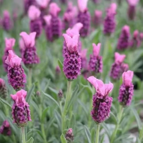 Semillas de lavanda, variedades antiguas semillas de silvestres semillas de pradera de mariposas para lugares soleados 300pcs