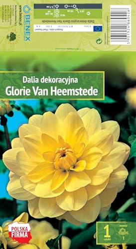 AGRONOM | DALIAS - GLORIE VAN HE. | Bulbos de flores perennes | Flores amarillas | Cultivadas en jardines de flores, macetas y céspedes floridos | 1 bulbo