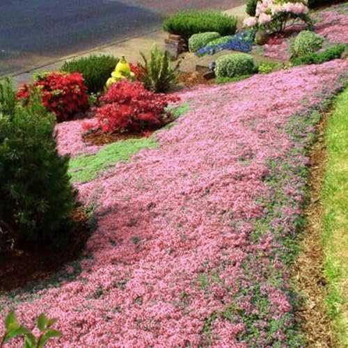 Plus de 20 000 thym rampant rose – Couvre-sol vivace, respectueux des abeilles et facile à cultiver, idéal pour les rocailles et les allées