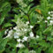 Ortensia pannocchia 'Unique' 40-50 cm - Hydrangea paniculata 'Unique' -