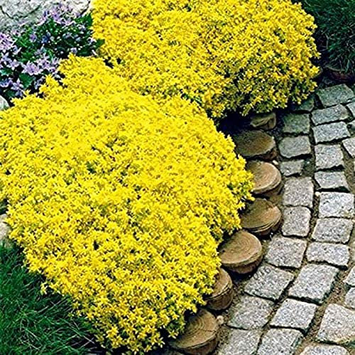 PERZOE 700Pcs Creeping Thyme Seeds Ground Cover Carpet Perennial Flowering Garden Plant Decor Rock Cress Seeds Yellow