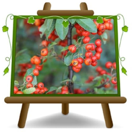 EURO PLANTS VIVAI Pyracantha Mohave - Pianta da Siepe - su Vaso da 16 cm. - Altezza 80-100 cm