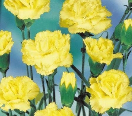 Pcs - 25x Girofle Marie Chabaud – Dianthus Graines KS611 - Seeds & Plants Shop by Ipsa