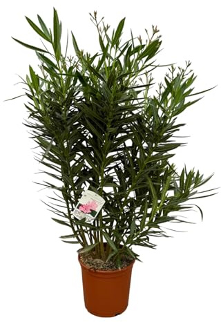 Rosenlorbeer – Nerium Oleander Strauch – Weiße Blüten – 160 cm – Ø32cm – Duftend & sonnigen Standort – Garten- und Zimmerpflanze