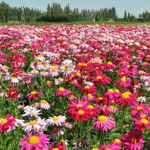 300 Graines de Chrysanthème Non-OGM, à Croissance Rapide, Haute Productivité, Fleurs de Jardin Extérieur