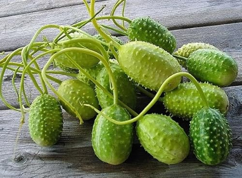 20 Semi di Maxixe Cucumis Anguria, Cetriolo delle Antille, Ricco di Vitamine e Minerali