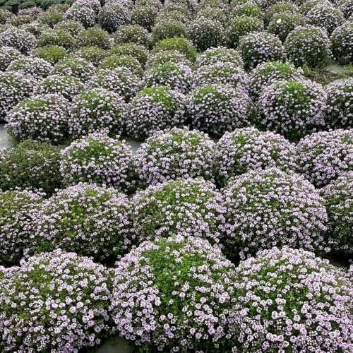 Semi di timo serpillo, rare da balcone Semi di timo tappezzanti, aromatiche semi di selvatiche timo strisciante resistenti da giardino 1500pcs