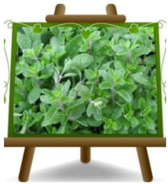 Origanum Majorana - Oregano - aromatische Pflanze auf Topf 14