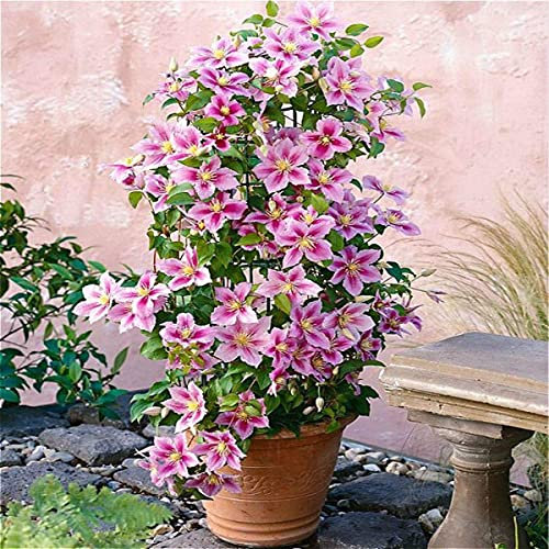 2 X Clematis Piilu (Waldrebe) - Lavendelrosa/Pink | 2-er set Mehrjährig blühende Kletterpflanze - Winterhart - 2 X 1,5 Liter Töpfe