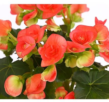 Begonia de Flor Elatior La Planta de Interior que te Enamorará