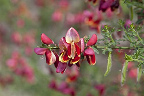 Cytisus scoparius 'Red Wings' 60–80 cm – Winterhart, Mehrjährig, Pflegeleicht – Besenginster – Zierstrauch für Beet & Garten