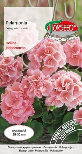 Verdica Graines de géranium rose saumon pelargonium zonale – Fleurs annuelles délicieuses, parfaites pour les lits et les balcons, hauteur de 25 à 30 cm, poussent en plein soleil, emballées de manière