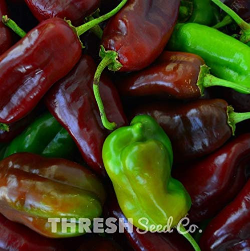 Poivron -Sweet chocolat - 20 graines Heirloom + cadeau gratuit