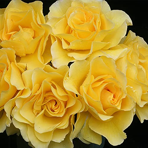 Heirloom Roses Rose Plant - Sparkle & Shine™ Yellow Rose Bush, Floribunda Live Plant for Planting Outdoors