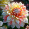 Bulbi di dalia gigante.Dalia bulbi.Pianta perenne, sempreverde e resistente. Pianta della dalia.Fiori perenni.-10 bulbi-E