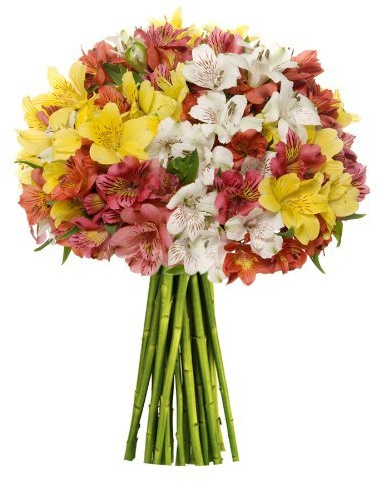 Premium Alstromeria Peruvian Lilies 25 stems