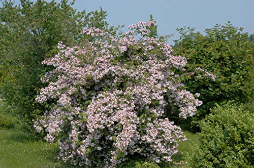 Kolkwitzia amabilis 60–100 cm – Winterhart, Mehrjährig, Pflegeleicht – Perlmuttstrauch – Zierstrauch für Garten & Blütenhecke