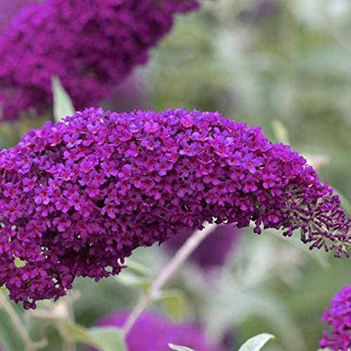 Sommerflieder Buddleja Pink Delight - Rosa, Mehrjährig und Winterhart - Buddleia | 2 liter Topf