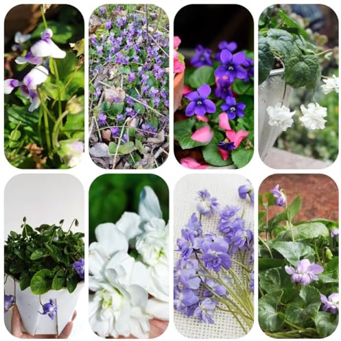 Duftveilchen pflanzen - samen wildblumensamen - Seltene pflanzen - pflanztopf winterharte stauden exotische samen wiesenblumen samen blumensamen mehrjährig winterhart pflanzen garten 650pcs