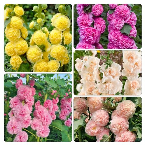semi di malvarosa biologici per esterno decorative resistenti giardino in vaso 1000pcs