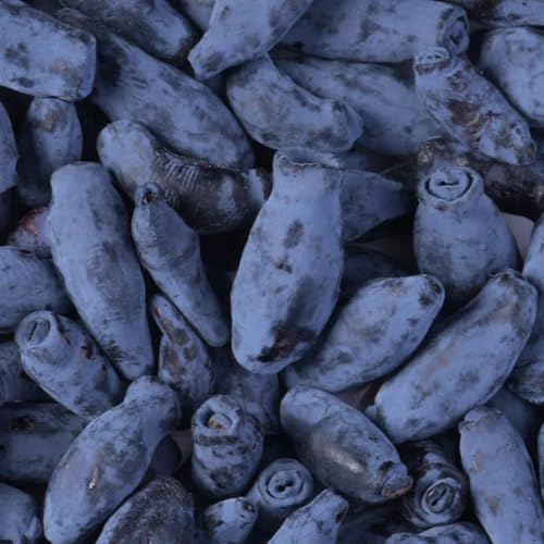 semillas de lonicera caerulea de jardín resistentes Arándano siberiano del zapote, resistentes, para lecho 60pcs