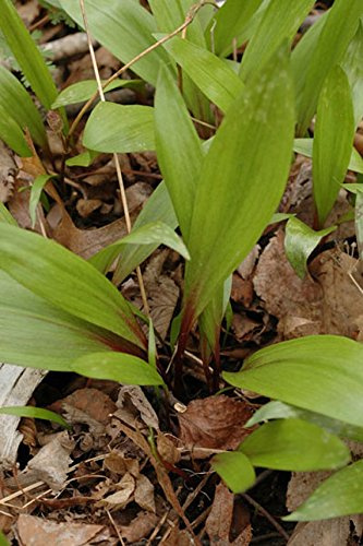 Semi di porro selvatico (Allium tricoccum) perenne, considerato da molti il membro più delizioso della famiglia delle cipolle Confezione da 100 semi