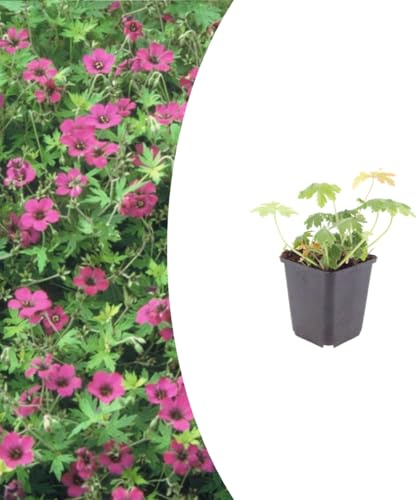 Geranium macr. 'Bevan's Variety' | 12 stycken - 10-25cm - Ø9cm - Trädgårdsväxt