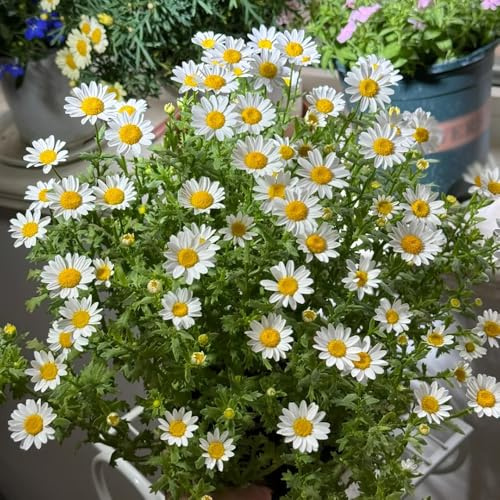 semillas de margarita - perennes resistente camas elevadas jardín 150pcs
