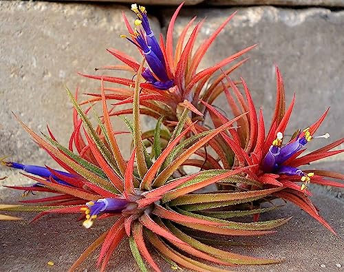 Biotope Aquatics Ltd - 3 Air Plants Iona - Tillandsia Ionantha Rubra